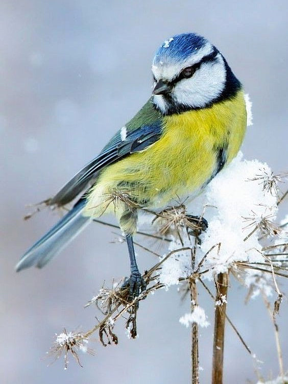 Mésange Bleue