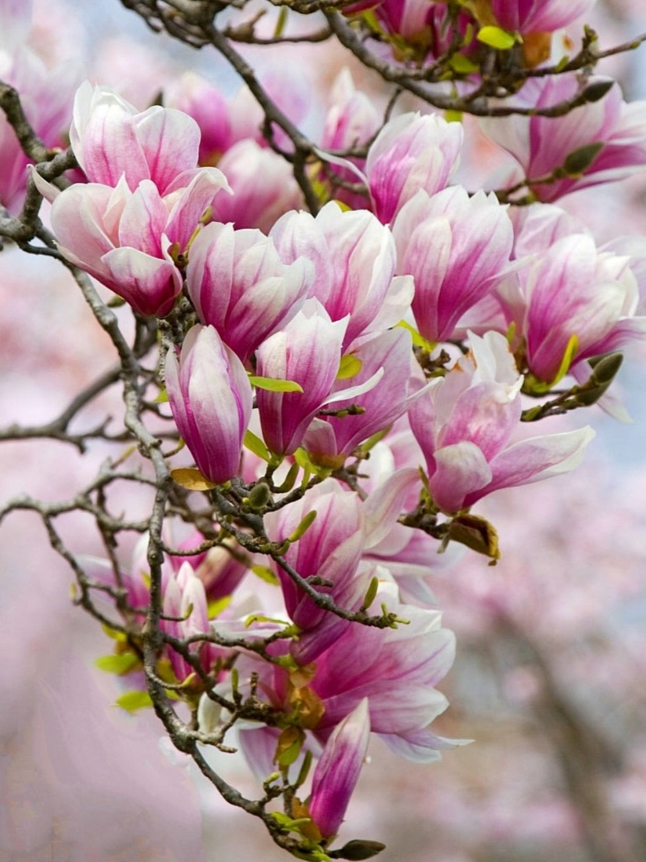 Magnolia